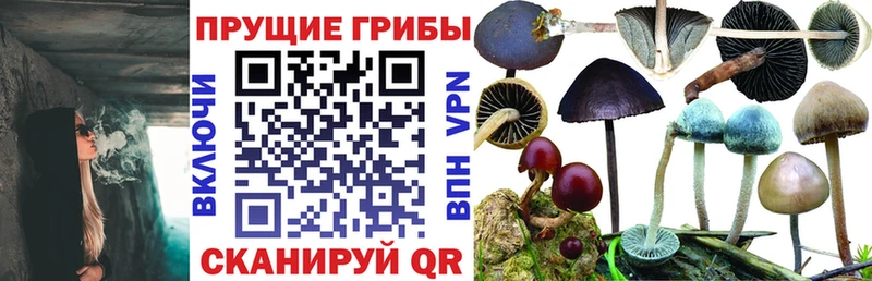 Купить закладки  Давлеканово  Псилоцибиновые грибы мухоморы 